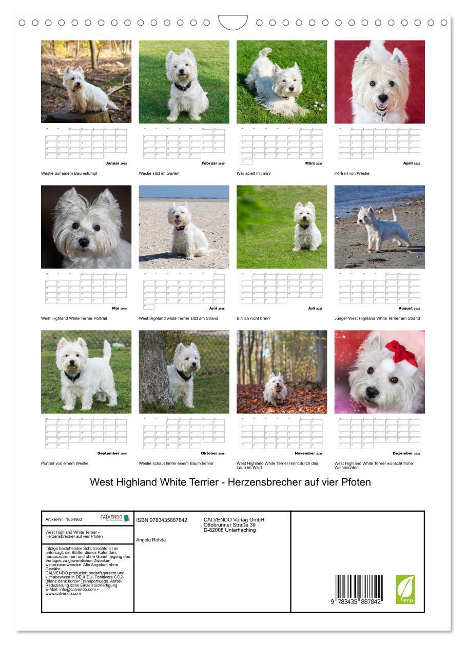 Bild: 9783435887842 | West Highland White Terrier - Herzensbrecher auf vier Pfoten...