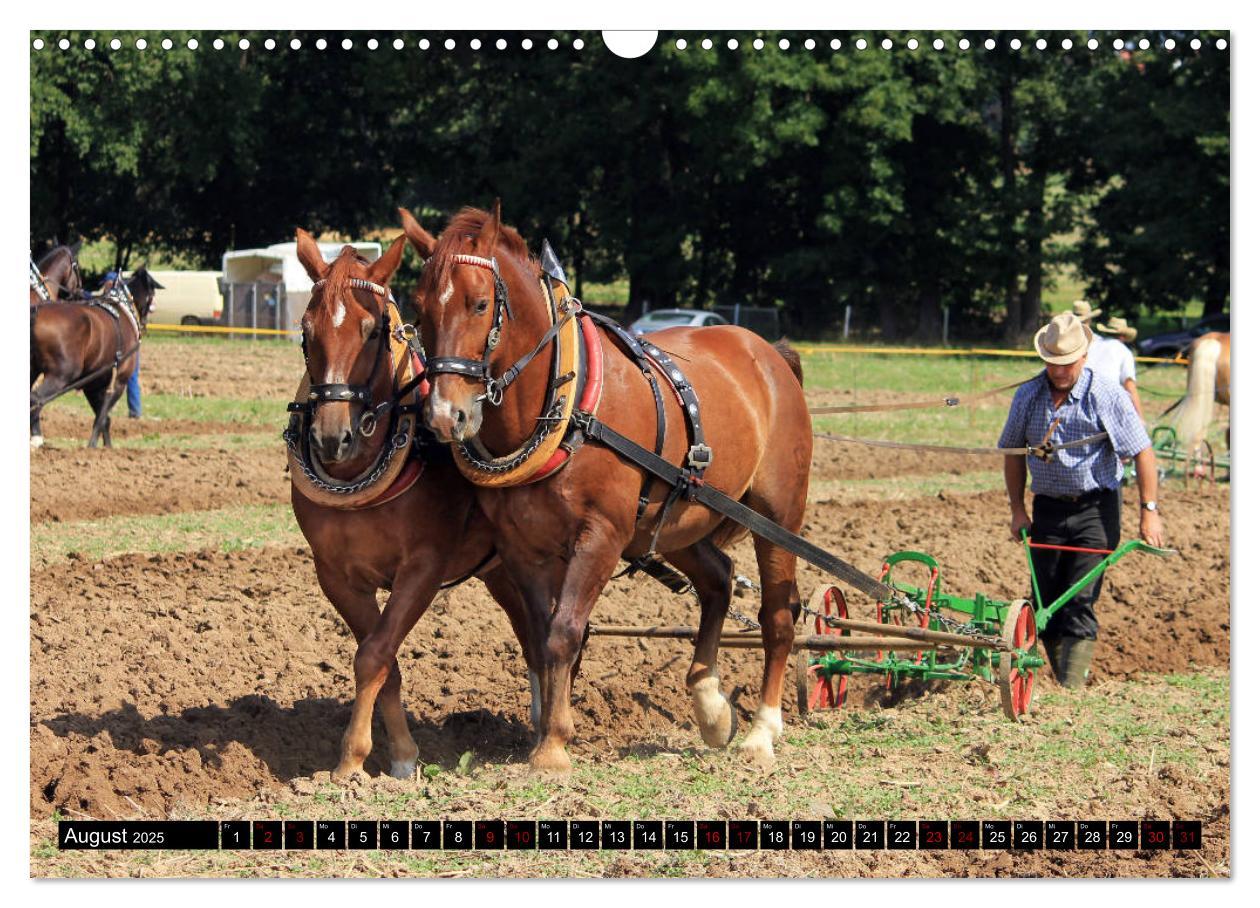 Bild: 9783435395187 | Schwere Warmblüter 2025 (Wandkalender 2025 DIN A3 quer), CALVENDO...