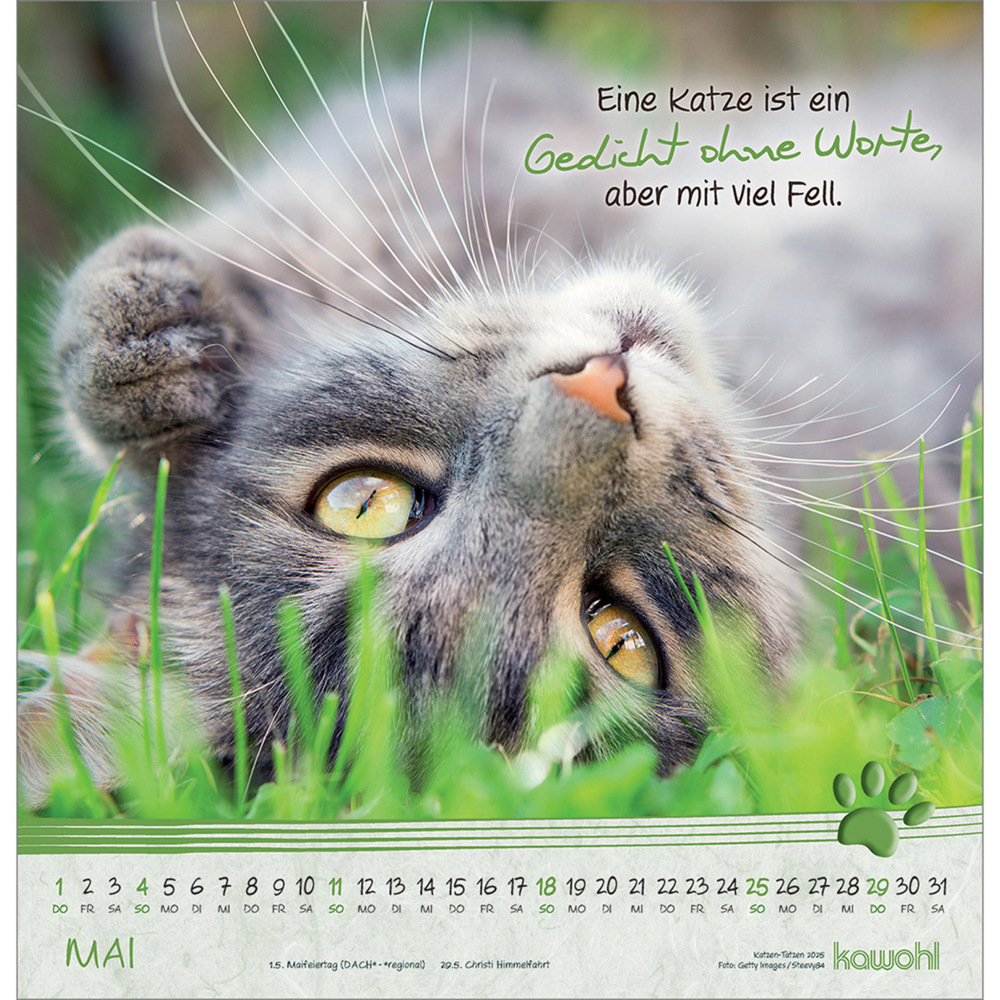 Bild: 9783754829851 | Kleine Katzen-Tatzen 2025 | Kalender | Spiralbindung. Spiralbindung