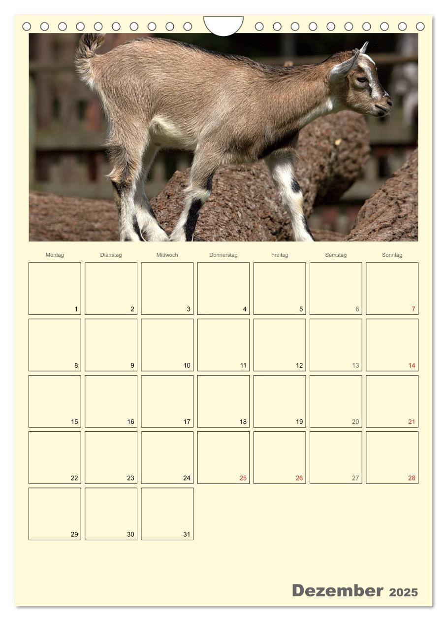 Bild: 9783457015872 | Zwergziegen (Wandkalender 2025 DIN A4 hoch), CALVENDO Monatskalender