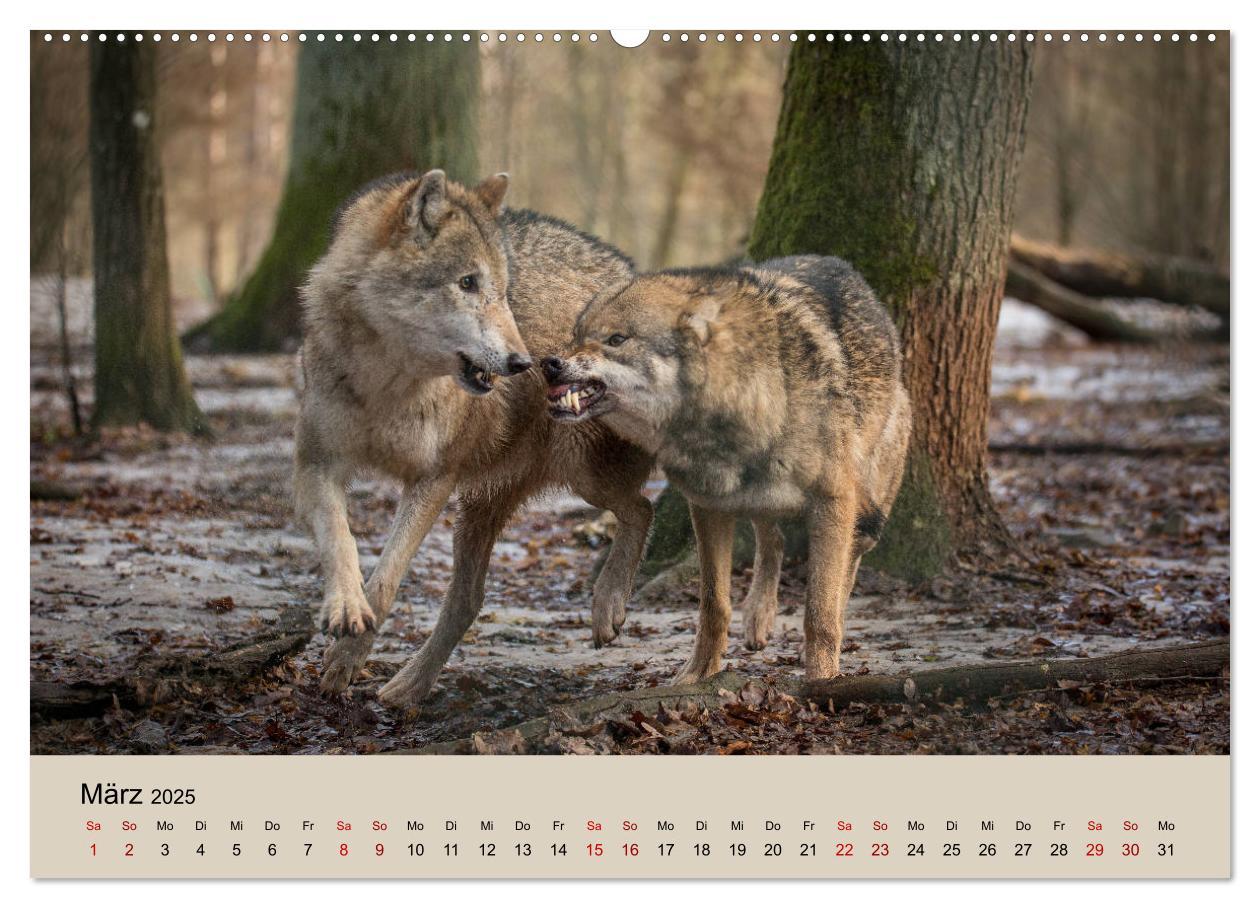 Bild: 9783435346219 | Wolfsrudel (Wandkalender 2025 DIN A2 quer), CALVENDO Monatskalender