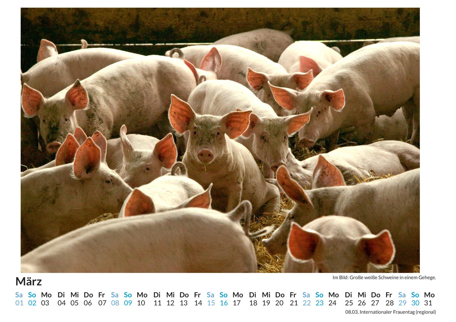 Bild: 9783759122599 | Ferkel - (Wandkalender 2025, Kalender DIN A4 quer, Monatskalender...