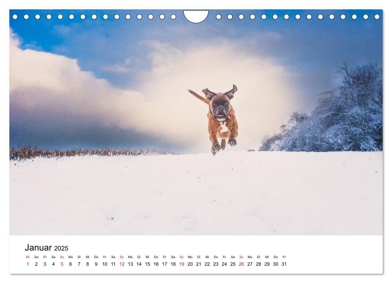 Bild: 9783435614523 | Deutscher Boxer (Wandkalender 2025 DIN A4 quer), CALVENDO...