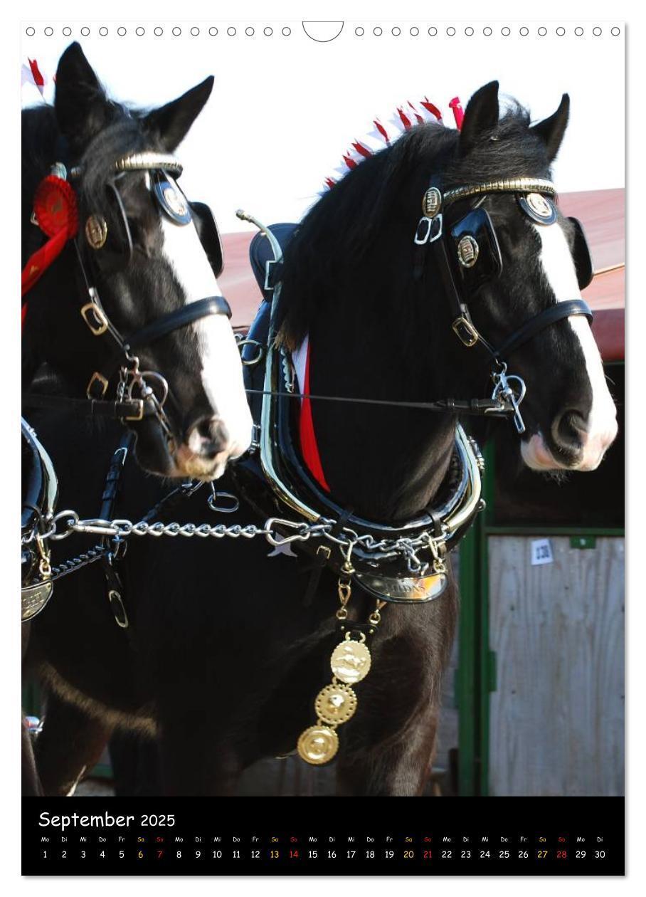 Bild: 9783457069646 | Shire Horse - Geschmückte Riesen (Wandkalender 2025 DIN A3 hoch),...