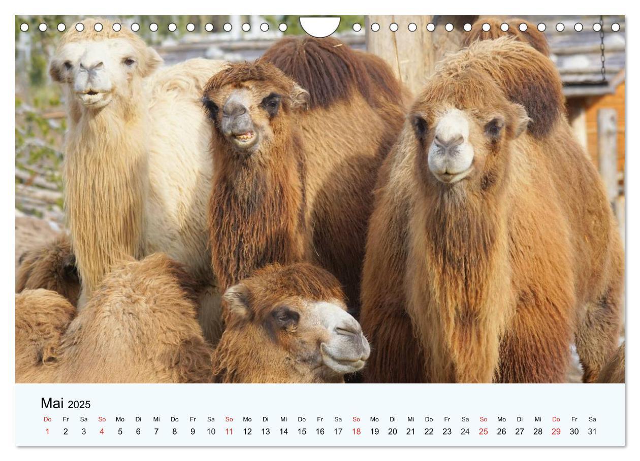 Bild: 9783435483846 | Die Kameliden. Hübsche Kamele, Lamas und Alpakas (Wandkalender 2025...