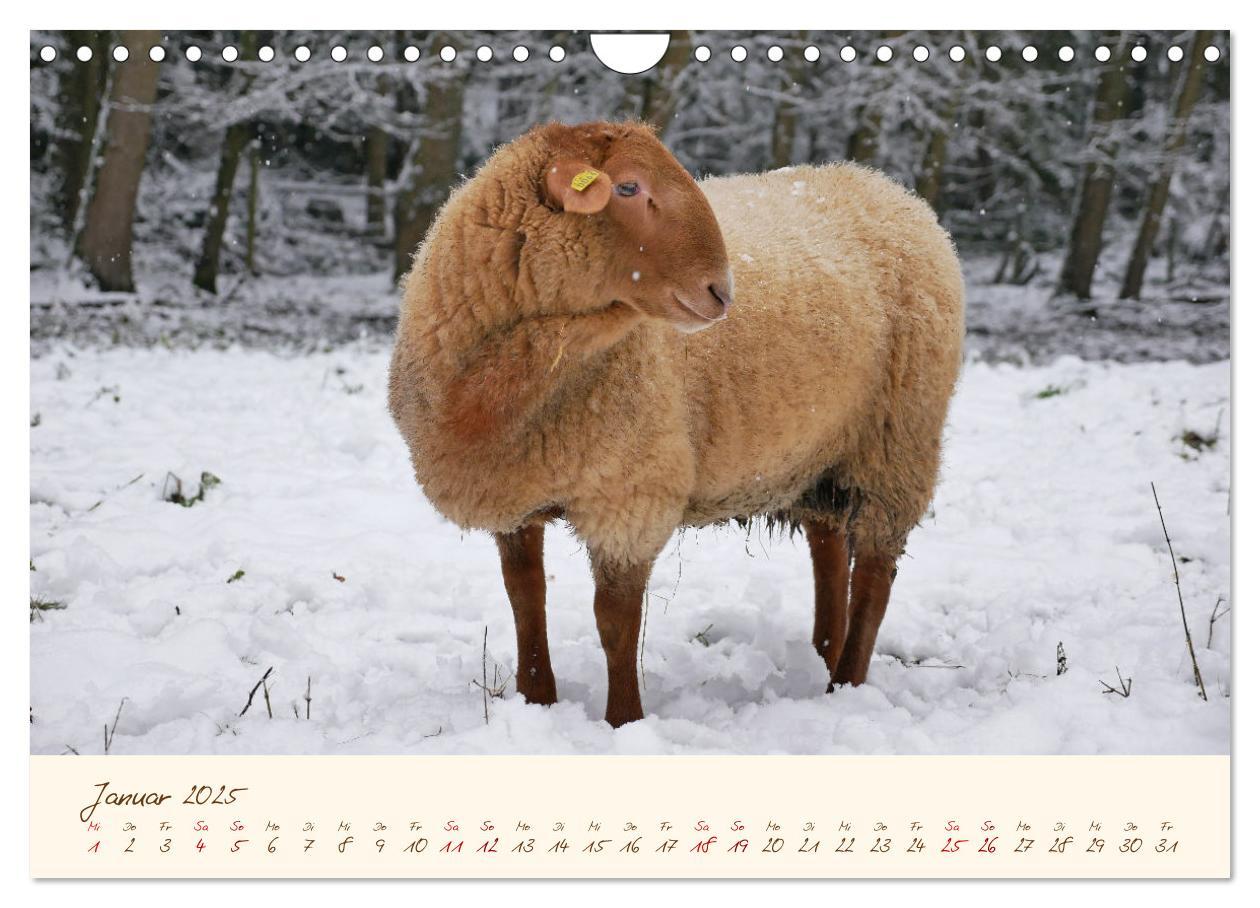 Bild: 9783435173259 | Coburger Fuchsschaf (Wandkalender 2025 DIN A4 quer), CALVENDO...