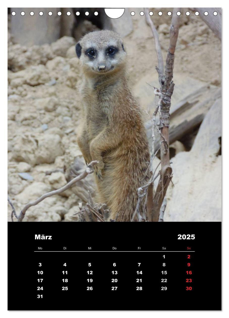 Bild: 9783457080597 | Erdmännchen (Wandkalender 2025 DIN A4 hoch), CALVENDO Monatskalender