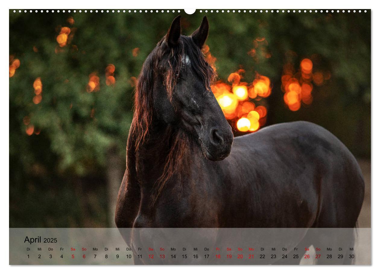 Bild: 9783435288878 | Pferdezauber 2025 (Wandkalender 2025 DIN A2 quer), CALVENDO...