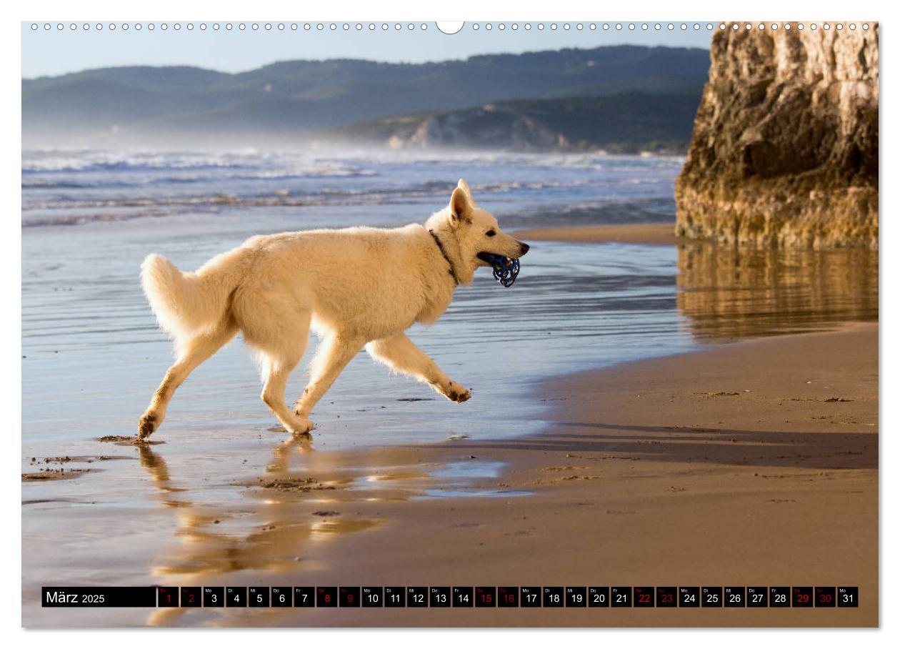 Bild: 9783435415045 | Weiße Schäferhunde in schönen Landschaften (Wandkalender 2025 DIN...