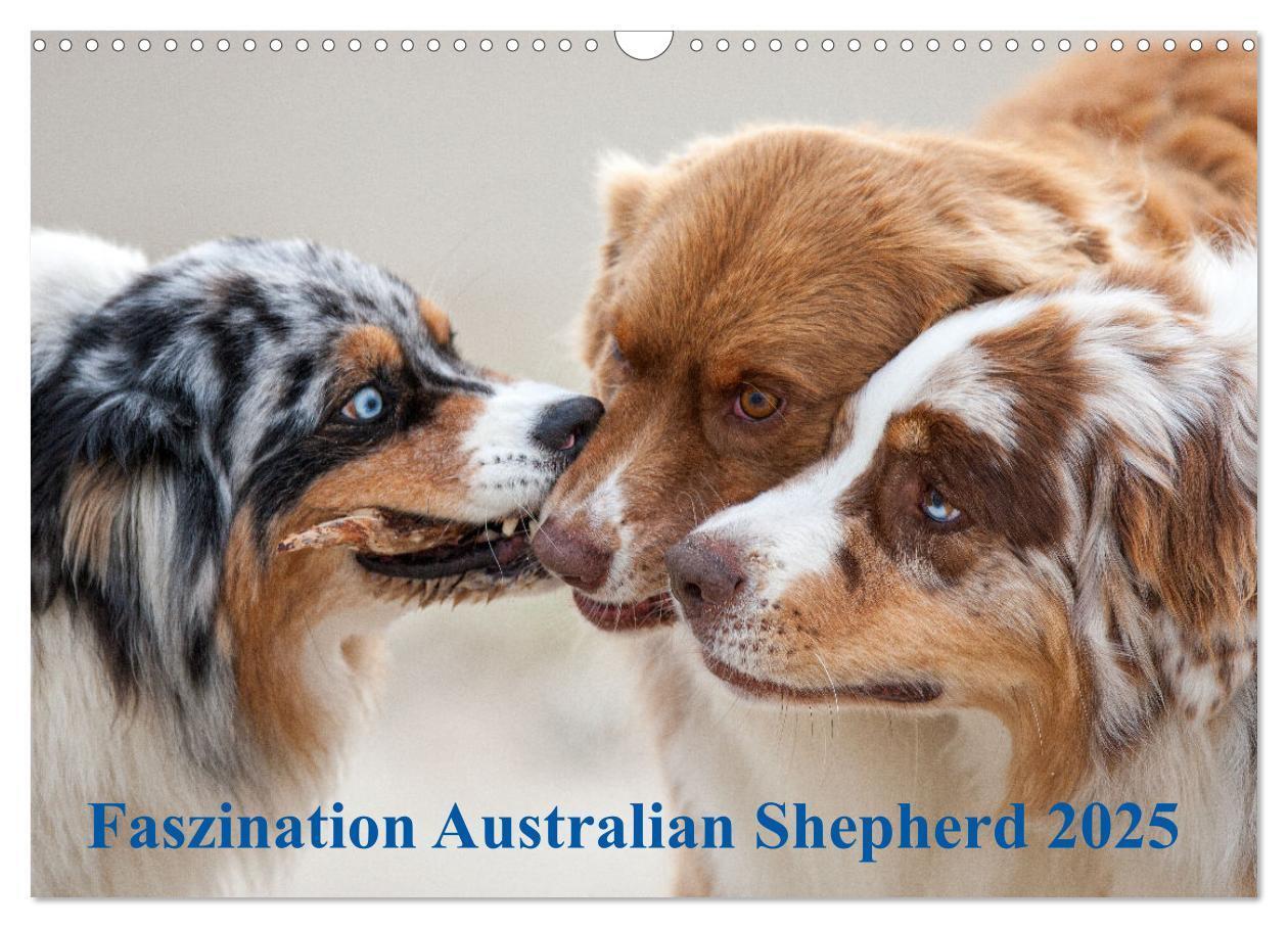 Cover: 9783435672639 | Australian Shepherd 2025 (Wandkalender 2025 DIN A3 quer), CALVENDO...