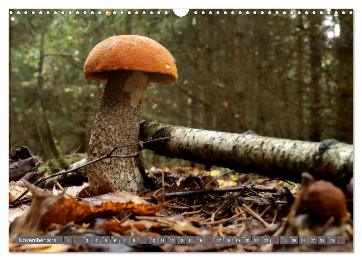 Bild: 9783435078646 | PILZE IM WALD (Wandkalender 2025 DIN A3 quer), CALVENDO Monatskalender