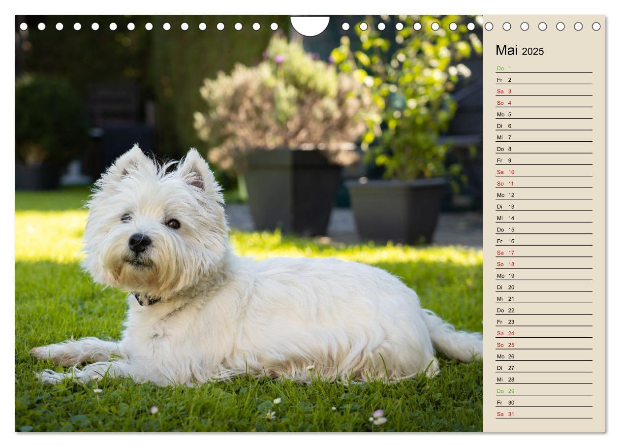 Bild: 9783383867705 | WEST HIGHLAND WHITE TERRIER - DER WESTIE - EIN HUND MIT CHARISMA...