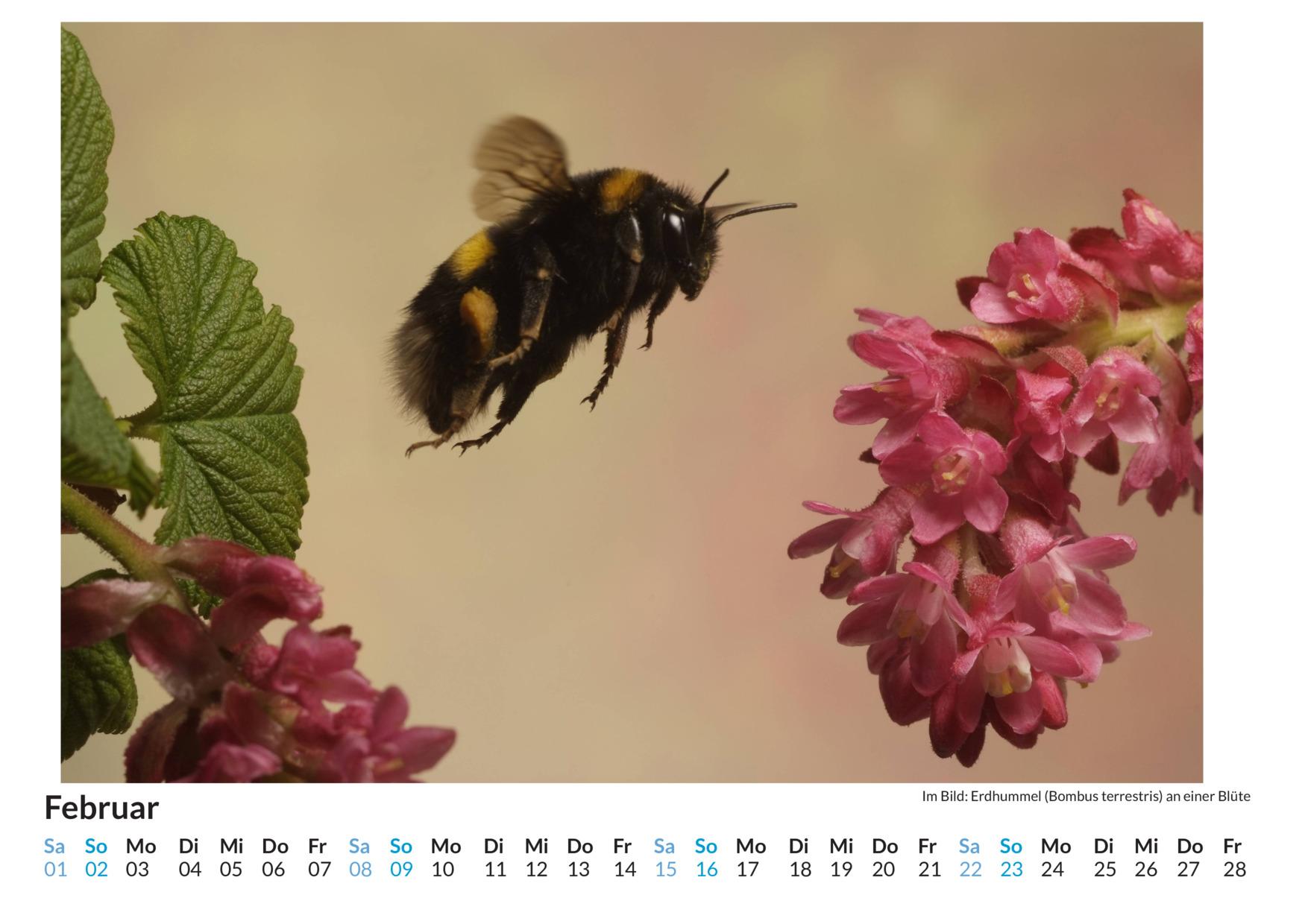 Bild: 9783759123534 | Insekten im Blütenanflug - (Wandkalender 2025, Kalender DIN A4...