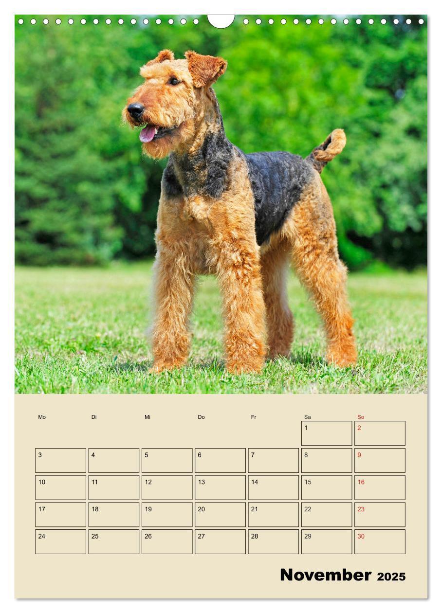 Bild: 9783435960361 | Airedale Terrier - Temperament auf 4 Pfoten (Wandkalender 2025 DIN...