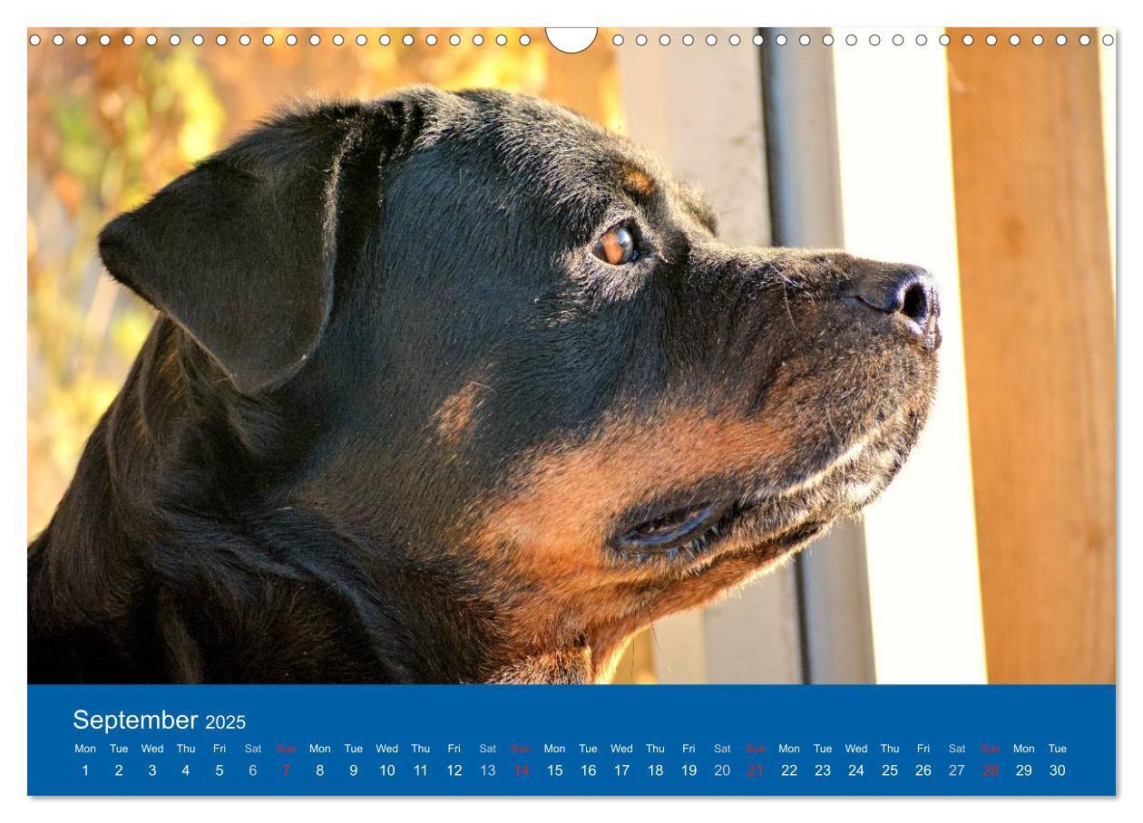 Bild: 9781325956319 | Rottweiler Portait Shots 2025 (Wall Calendar 2025 DIN A3...