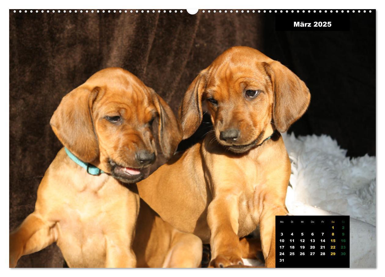 Bild: 9783383939075 | Rhodesian Ridgeback, Charmante Herzensbrecher (Wandkalender 2025...