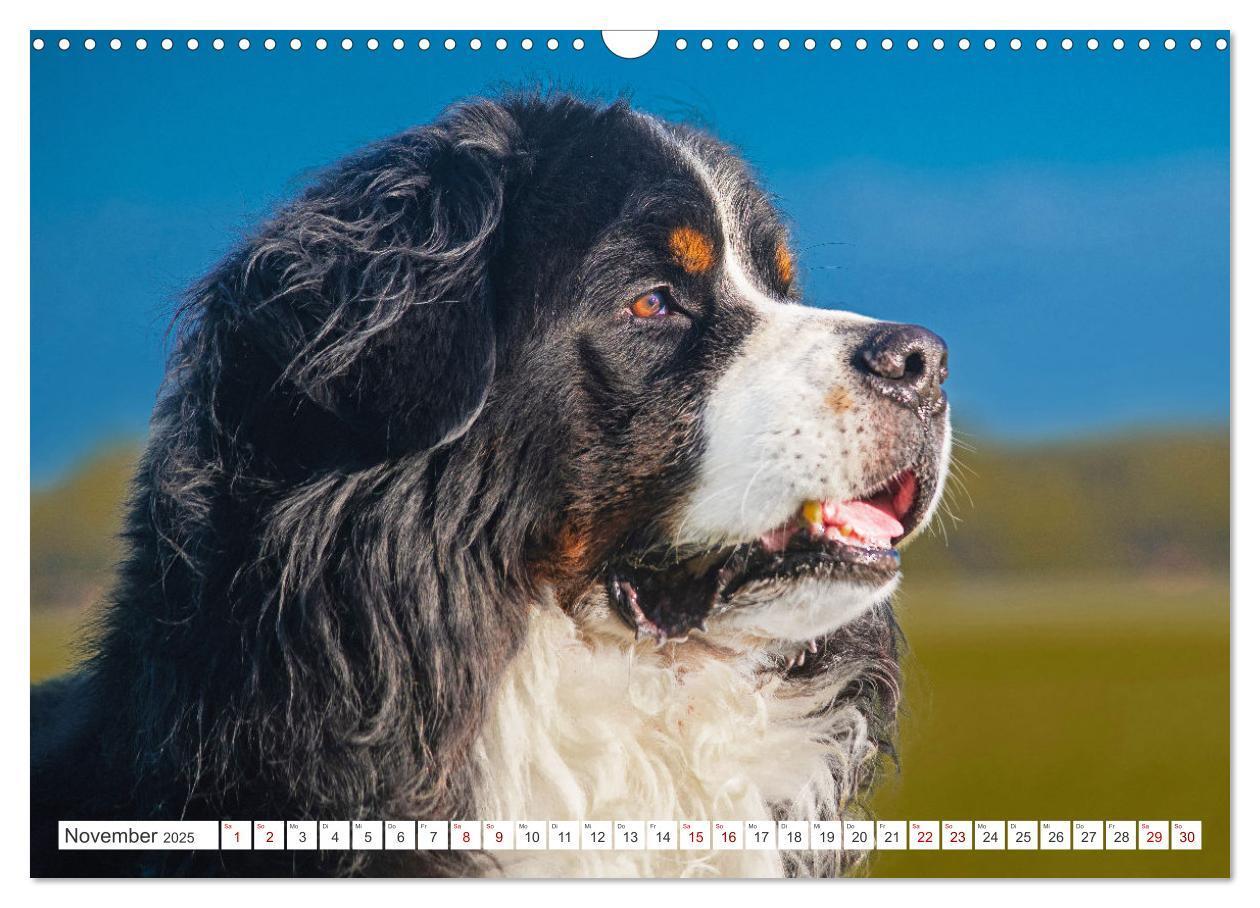 Bild: 9783383847561 | Berner Sennenhund - Ein Freund auf vier Pfoten (Wandkalender 2025...