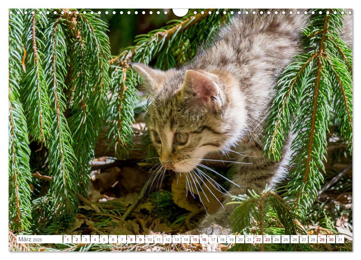 Bild: 9783435219339 | Wildkatzen - die anmutigsten Raubiere in Europa. (Wandkalender 2025...