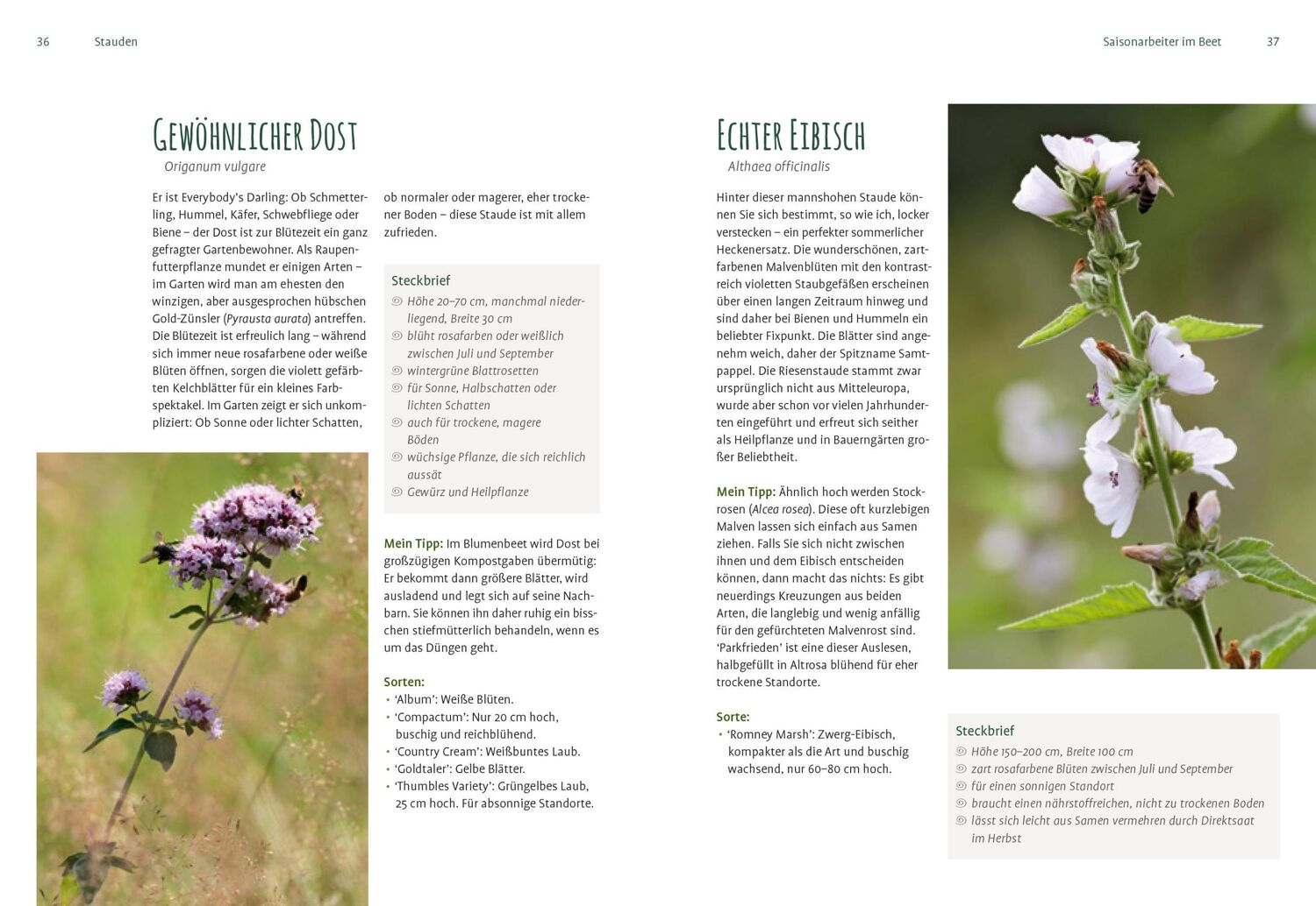 Bild: 9783818613655 | Heimische Pflanzen für den Garten | Elke Schwarzer | Taschenbuch