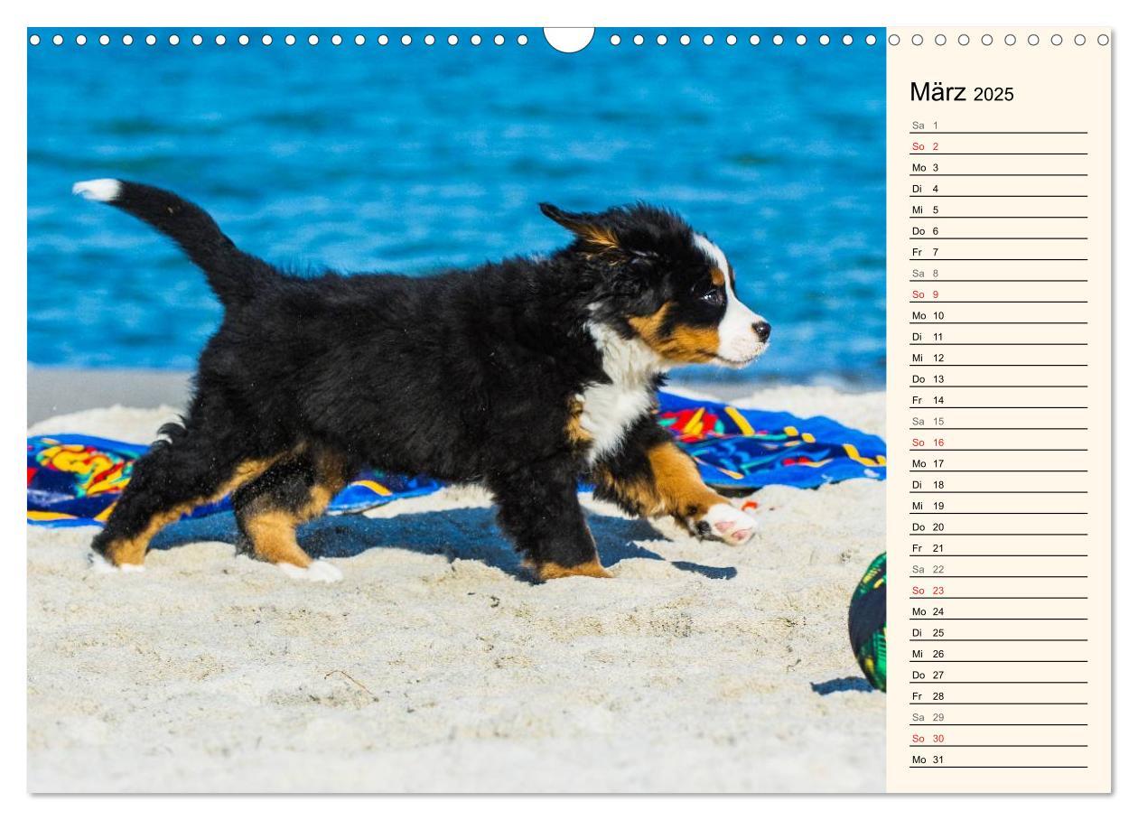 Bild: 9783435478194 | Seebärchen entdecken die Welt - Berner Sennenhunde (Wandkalender...