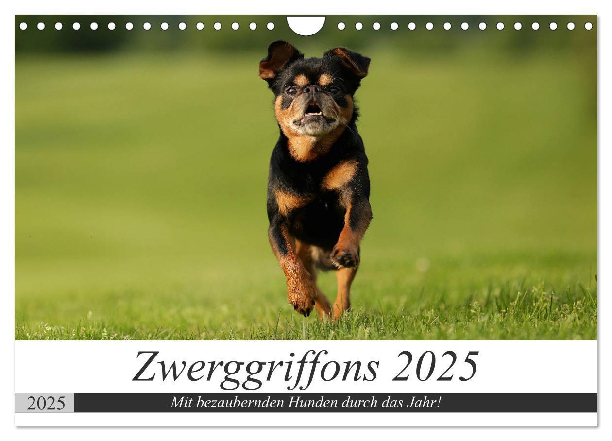 Cover: 9783435277445 | Zwerggriffons 2025 (Wandkalender 2025 DIN A4 quer), CALVENDO...