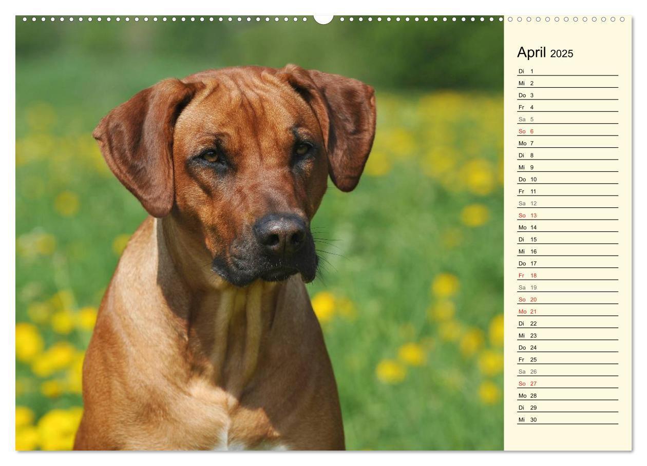 Bild: 9783435540570 | Rhodesian Ridgeback 2025 (Wandkalender 2025 DIN A2 quer), CALVENDO...