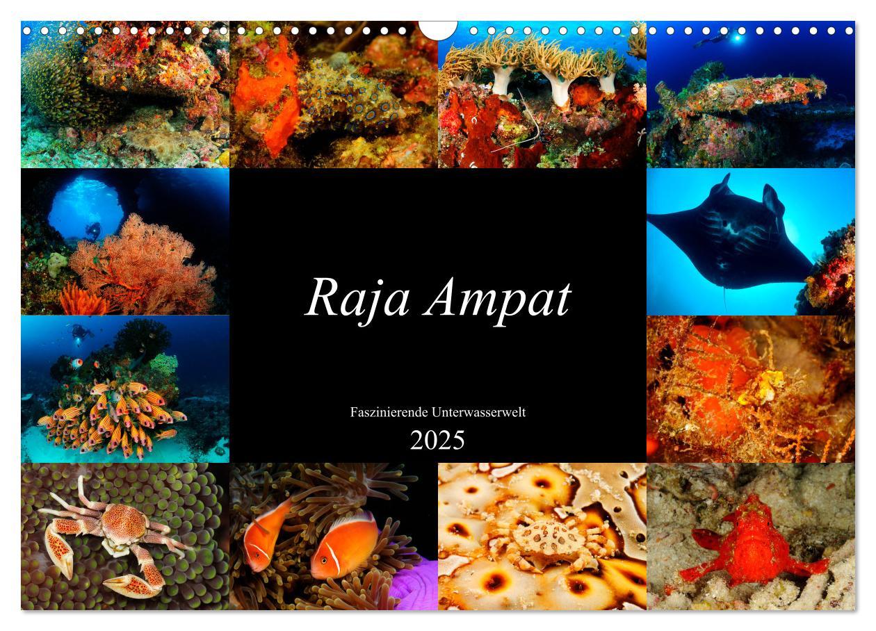 Cover: 9783435397518 | Raja Ampat - Faszinierende Unterwasserwelt (Wandkalender 2025 DIN...