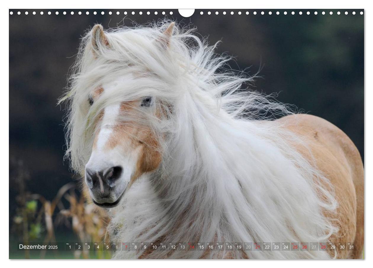 Bild: 9783435753185 | Haflinger Schönheiten (Wandkalender 2025 DIN A3 quer), CALVENDO...