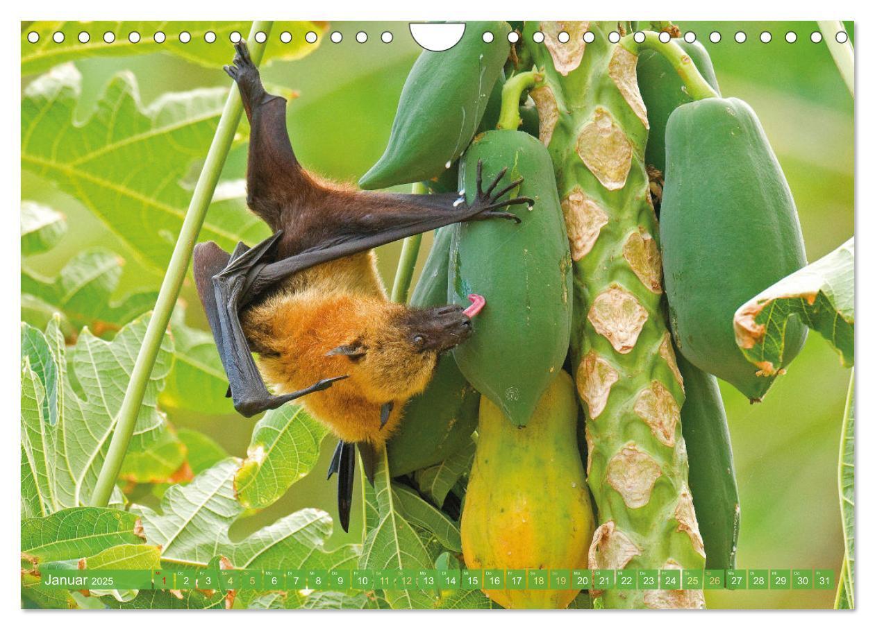 Bild: 9783435061457 | Flughunde: Vegetarische Drachenflieger (Wandkalender 2025 DIN A4...