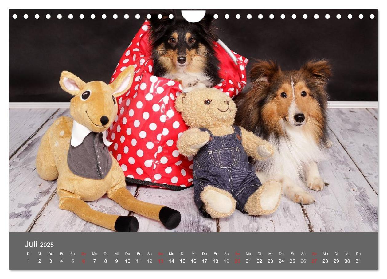 Bild: 9783435732166 | Shelties : Charmeure auf 4 Pfoten (Wandkalender 2025 DIN A4 quer),...