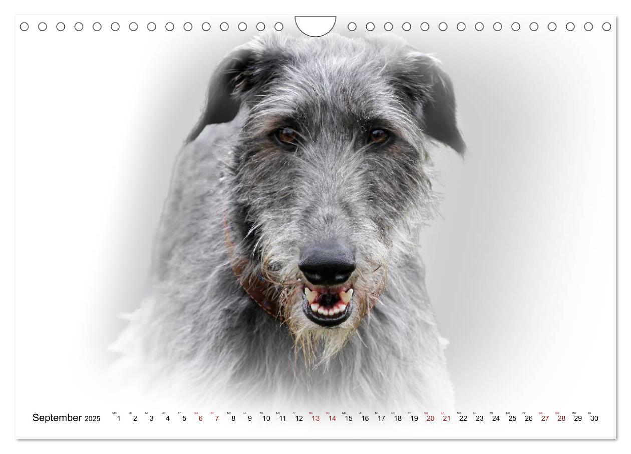 Bild: 9783383824333 | Windhund Portrait 2025 White Edition (Wandkalender 2025 DIN A4...