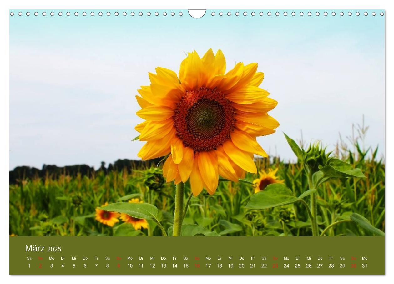 Bild: 9783435799824 | Sonnenblumen - die Blumen der Lebensfreude (Wandkalender 2025 DIN...