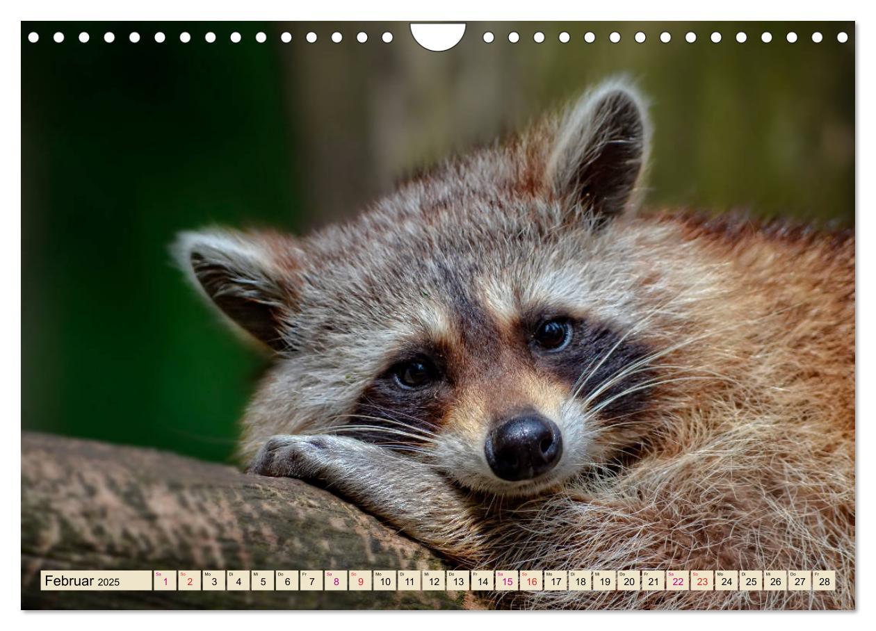 Bild: 9783435335220 | Waschbär - Niedlicher Allesfresser (Wandkalender 2025 DIN A4 quer),...