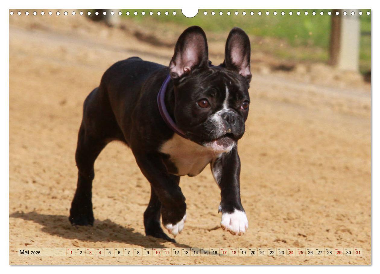 Bild: 9783435385805 | Bulldoggen - Englische und Französische Bulldoggen (Wandkalender...