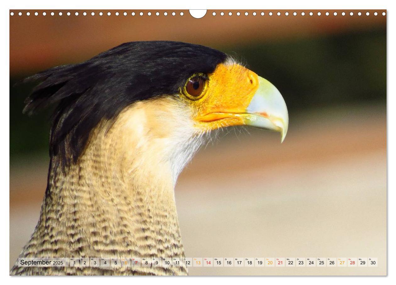 Bild: 9783435559640 | Majestätische Greifvögel (Wandkalender 2025 DIN A3 quer), CALVENDO...