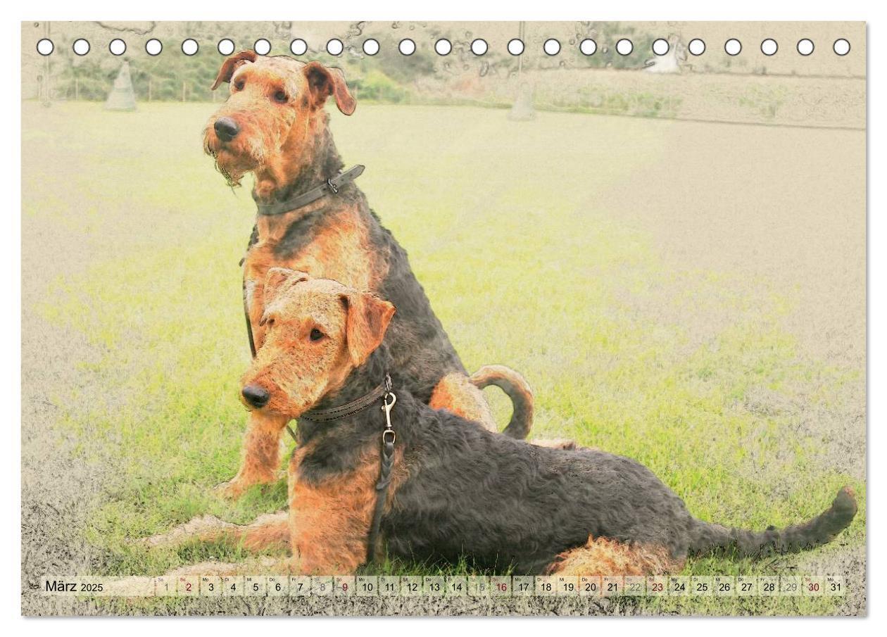 Bild: 9783435626366 | Airedale Terrier 2025 (Tischkalender 2025 DIN A5 quer), CALVENDO...