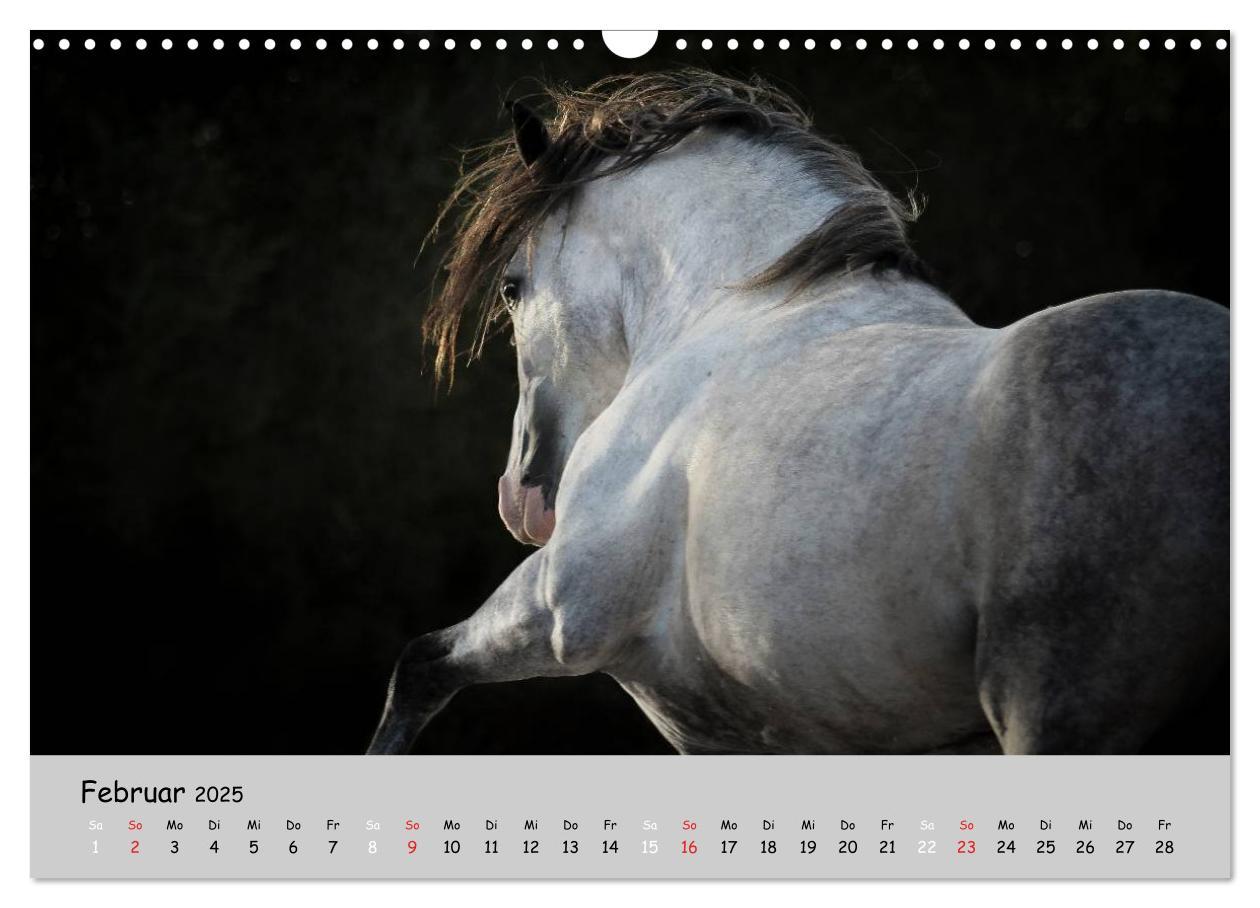 Bild: 9783435563371 | Pferde - Anmut und Stärke gepaart mit Magie (Wandkalender 2025 DIN...