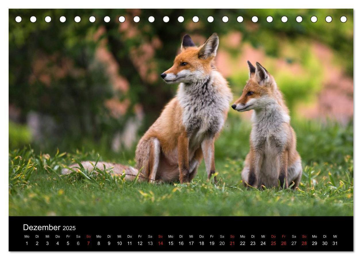 Bild: 9783435560011 | Joni, der kleine Fuchs (Tischkalender 2025 DIN A5 quer), CALVENDO...