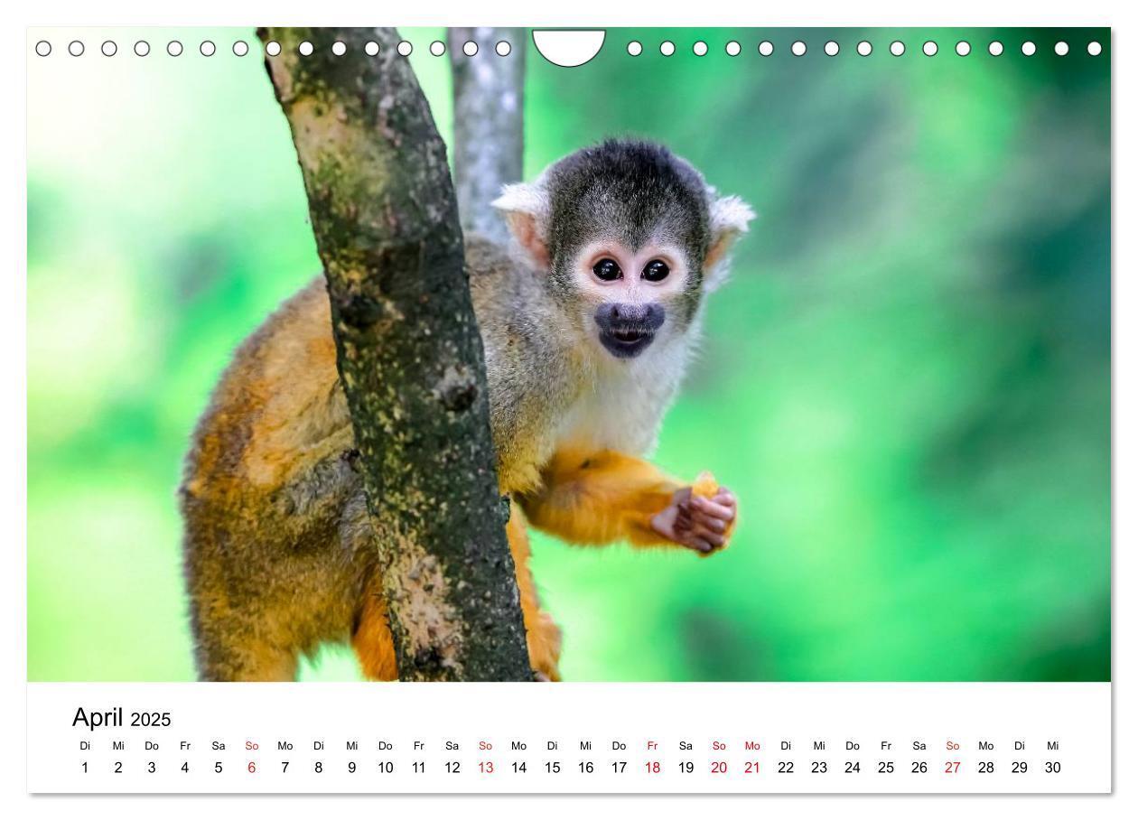 Bild: 9783435491100 | Totenkopfaffen (Wandkalender 2025 DIN A4 quer), CALVENDO...