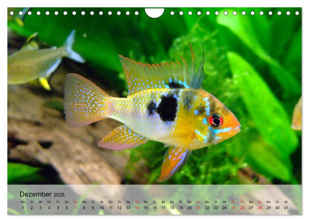 Bild: 9783435590827 | Knallbunte Wasserwelt. Die Welt der Fische (Wandkalender 2025 DIN...