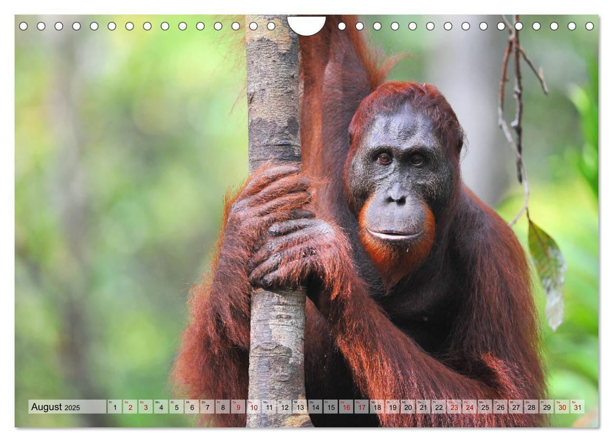 Bild: 9783435228133 | Orang Utans: Zu Besuch im Regenwald (Wandkalender 2025 DIN A4...