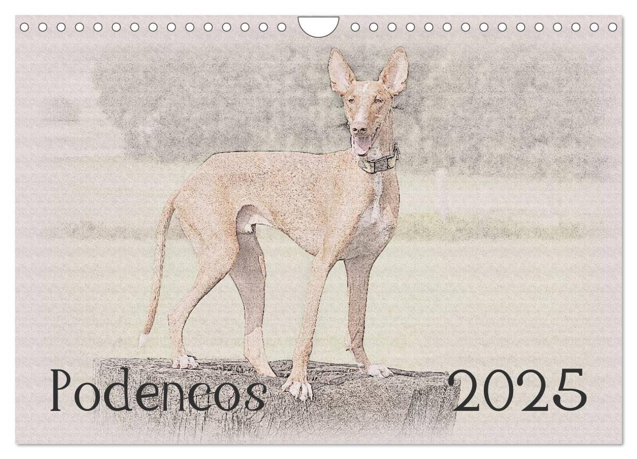 Cover: 9783435687602 | Podencos 2025 (Wandkalender 2025 DIN A4 quer), CALVENDO Monatskalender