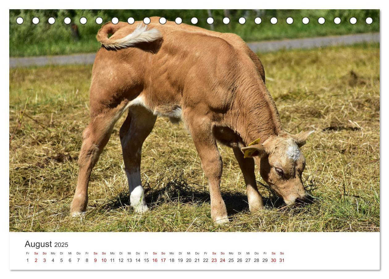 Bild: 9783435016143 | Kälber - Kleine Herzensbrecher auf den Wiesen (Tischkalender 2025...