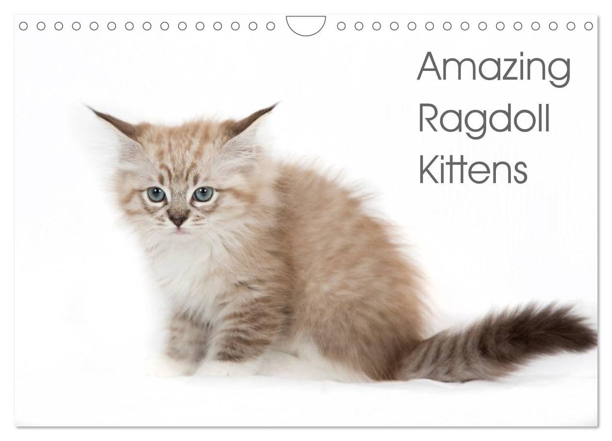 Cover: 9781325962532 | Amazing Ragdoll Kittens (Wall Calendar 2025 DIN A4 landscape),...