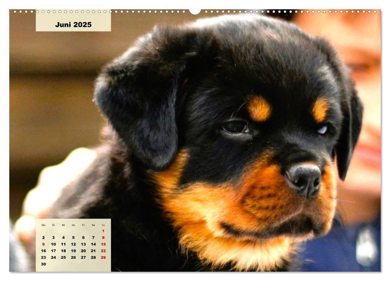 Bild: 9783383944024 | Mein Rottweiler. Nervenstarker Gebrauchs- und Begleithund...