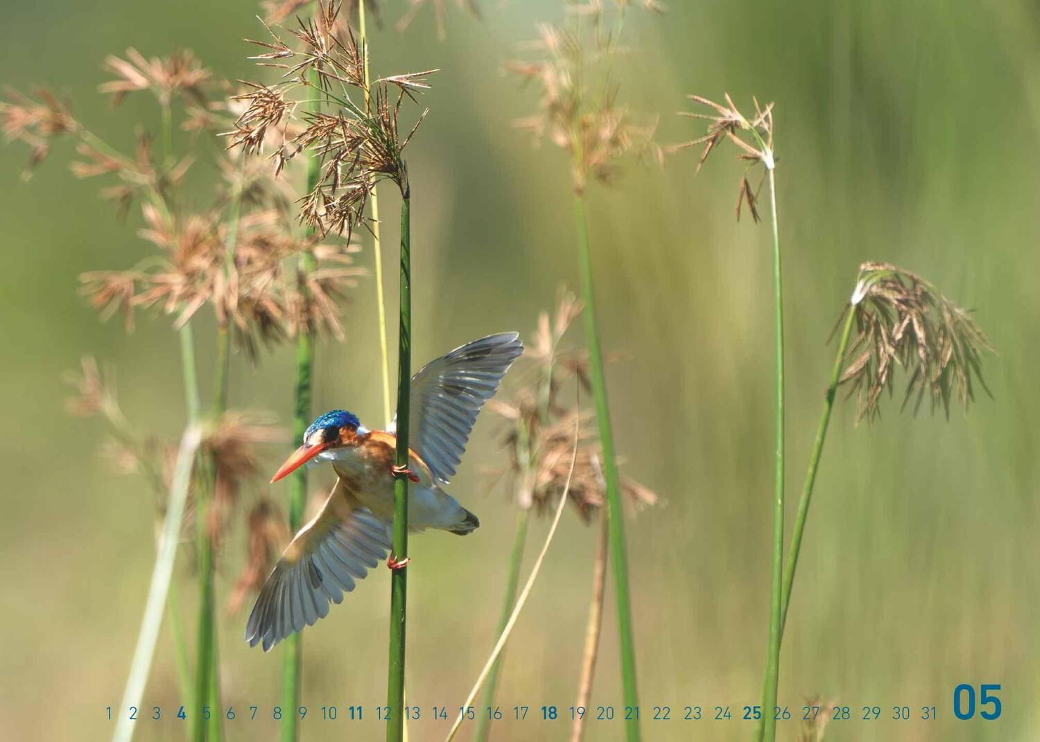 Bild: 4002725995445 | Fabian Kahl: Safari im Herzen 2025 70x50 | Neumann Verlage | Kalender