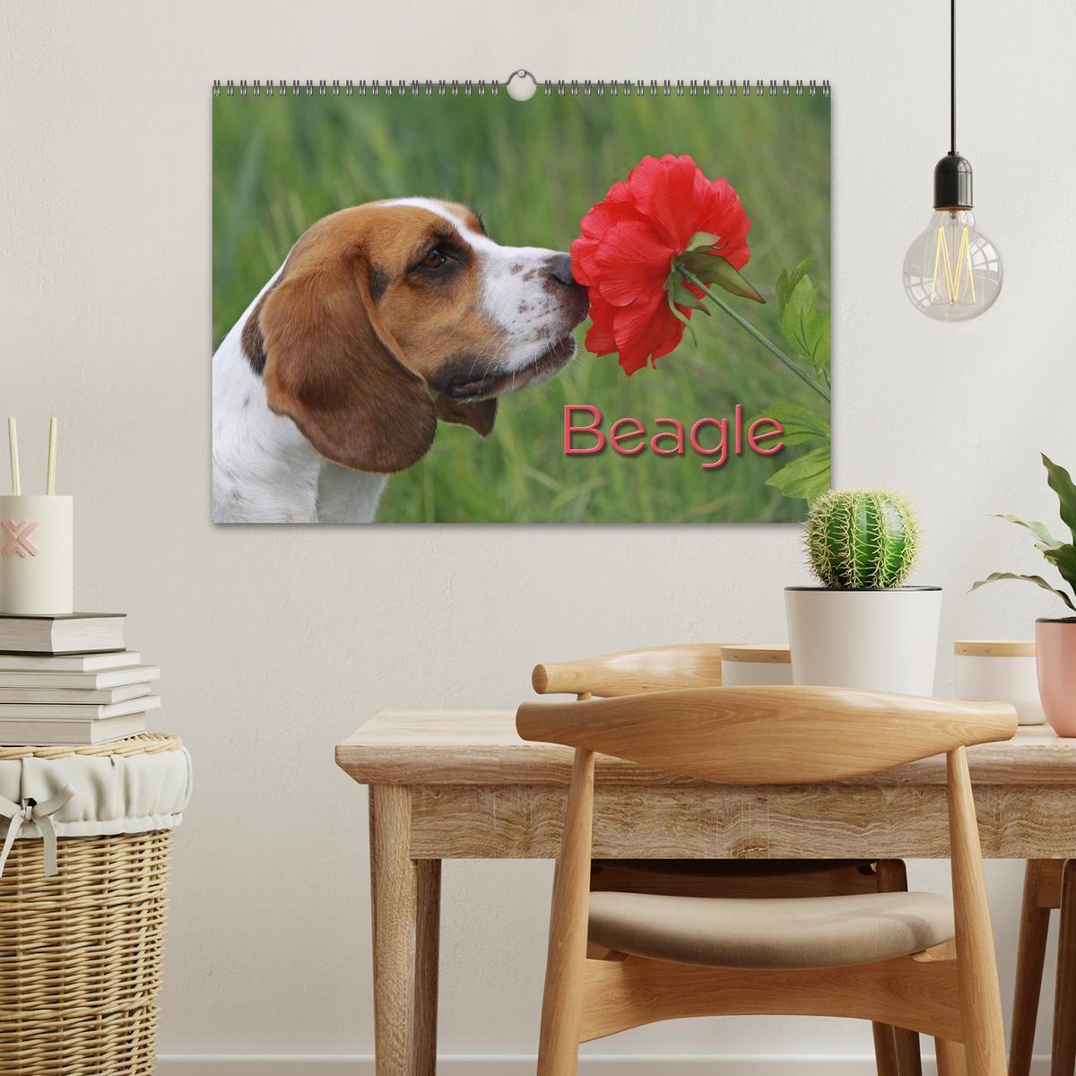 Bild: 9783435746569 | Beagle (Wandkalender 2025 DIN A3 quer), CALVENDO Monatskalender | Berg