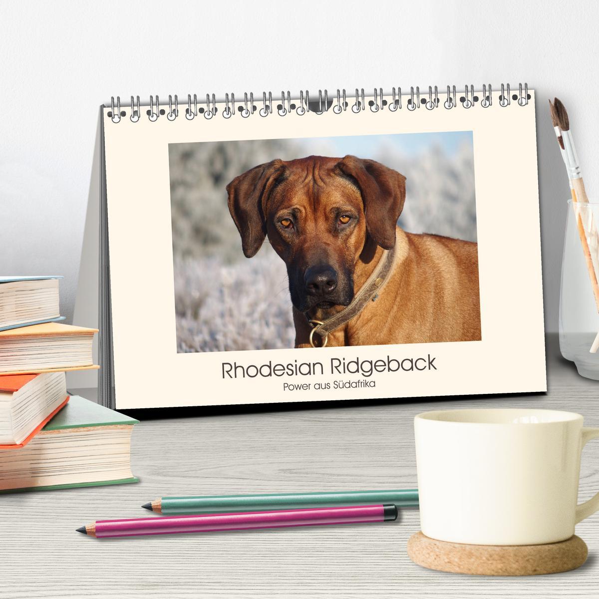 Bild: 9783435352623 | Rhodesian Ridgeback Power aus Südafrika (Tischkalender 2025 DIN A5...