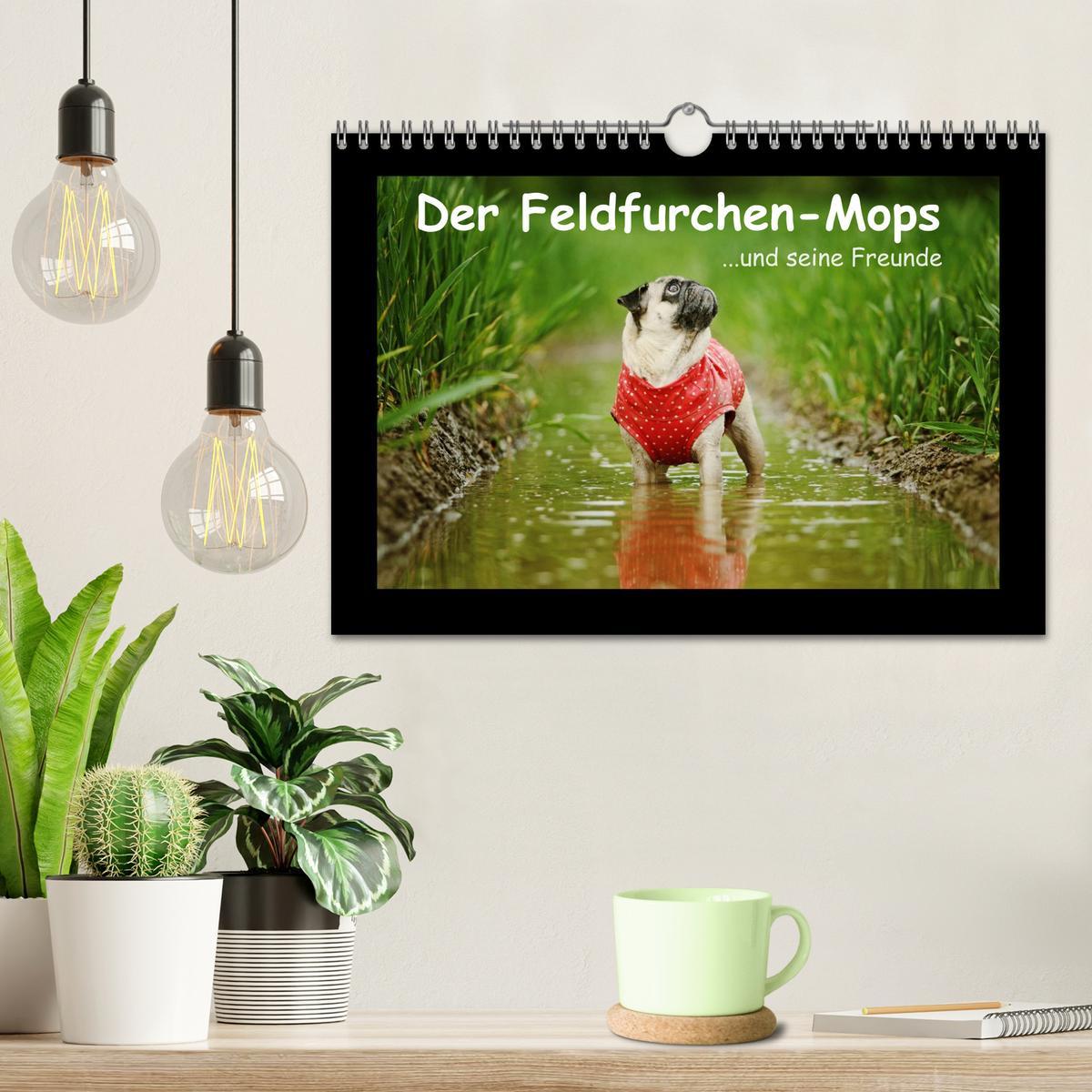 Bild: 9783435645725 | Der Feldfurchen-Mops (Wandkalender 2025 DIN A4 quer), CALVENDO...