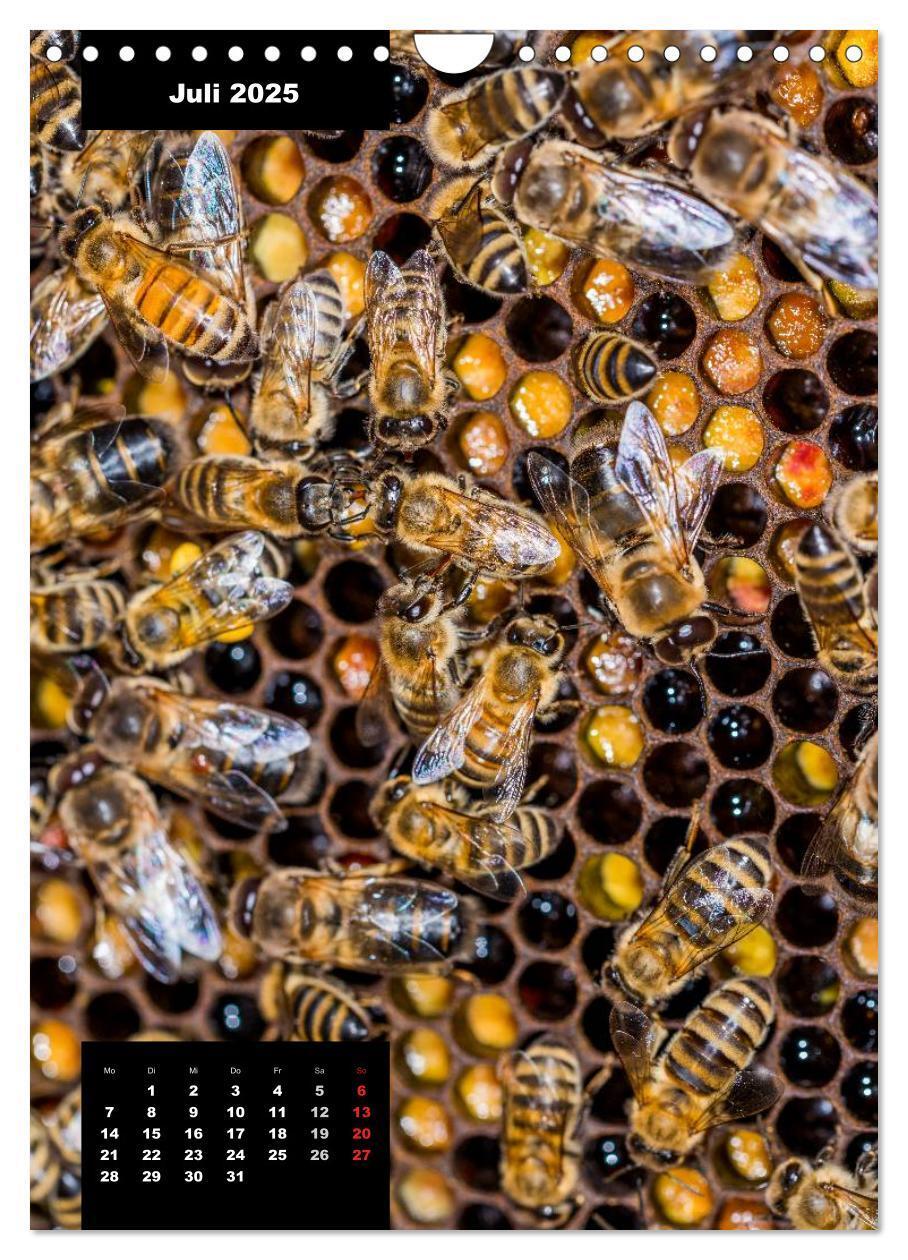 Bild: 9783457038956 | Bienen in ihrem geheimen Reich (Wandkalender 2025 DIN A4 hoch),...